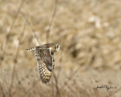 Short-eared Owl