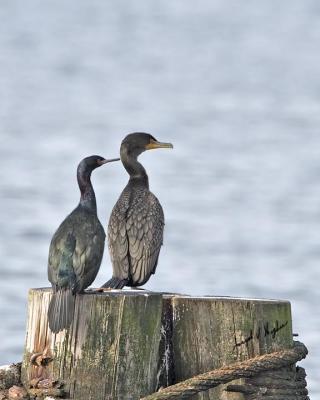Pelagic and Double-crested Cormorants