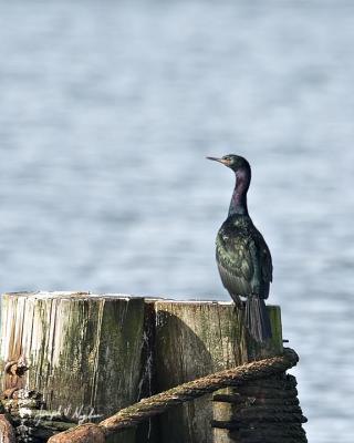 Pelagic Cormorant