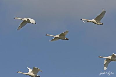 Trumpeter Swan