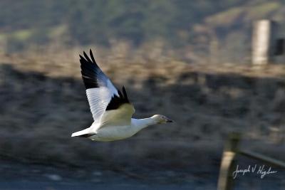 Snow Goose