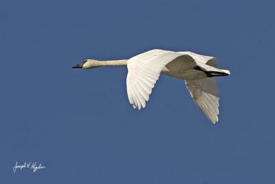 Trumpeter Swan