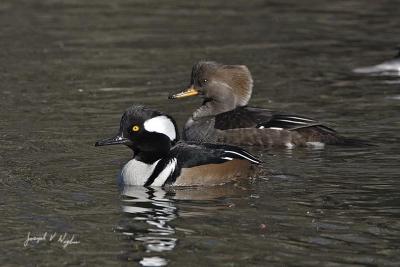 Mergansers