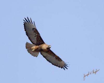 Red-tailed Hawk