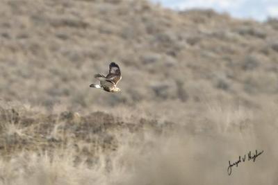Rough-legged Hawk haressing grouse