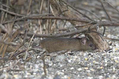 House Mouse