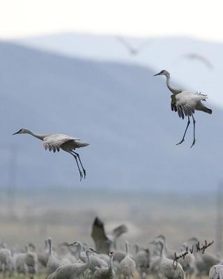 Sandhill Crane