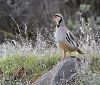 Chukar