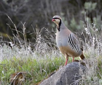 Chukar