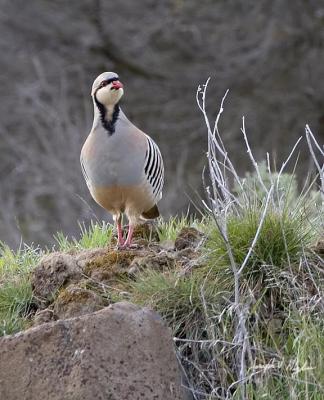 Chukar