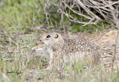 Washington Ground Squirrel