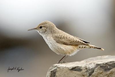 Rock Wren