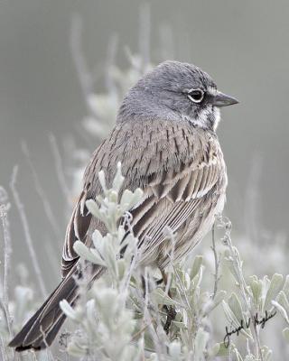 Sage Sparrow