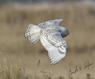 Snowy Owl