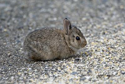Baby Brush Rabbit