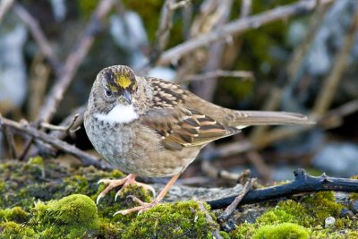 White-throated Golden-crowned Sparrow