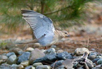 Mourning Dove