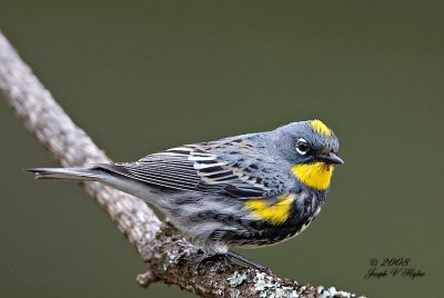 Yellow-rumped 'Audubon's' Warbler