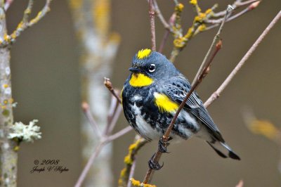 Yellow-rumped 'Audubon's' Warbler