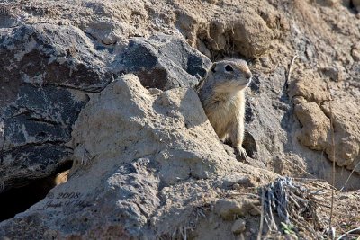 Washington Ground Squirrel