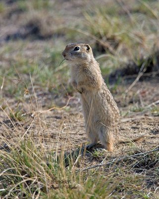 Washington Ground Squirrel