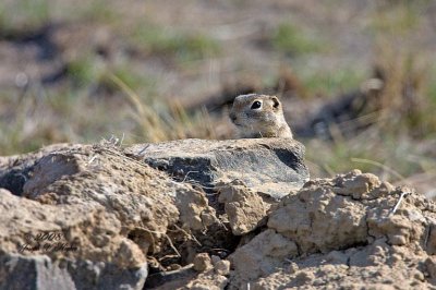 Washington Ground Squirrel