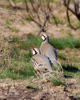 Upland Birds