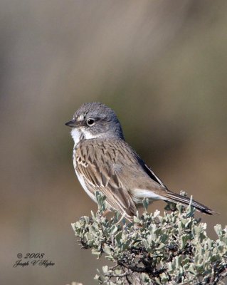 Sage Sparrow