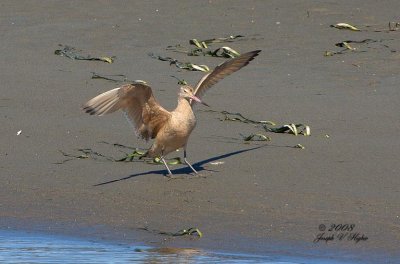 Marbled Godwit