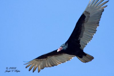 Turkey Vulture