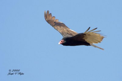 Turkey Vulture