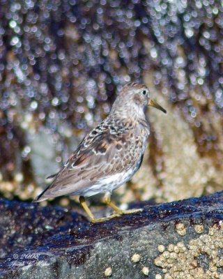 Rock Sandpipers