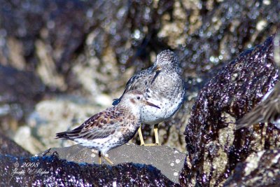 Rock Sandpiper and Surfbird