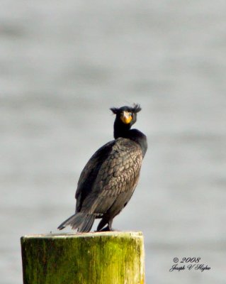 Double-crested Cormorant