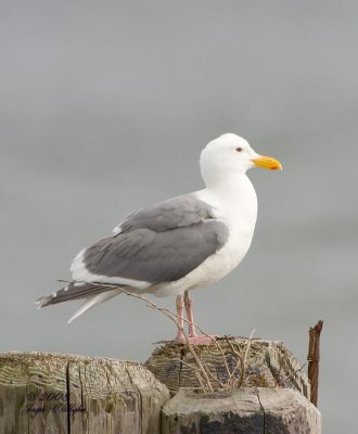 Glaucous-winged Gull