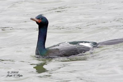 Pelagic Cormorant