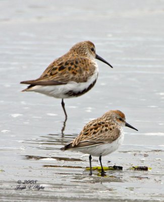 Western Sandpiper with Dunlin