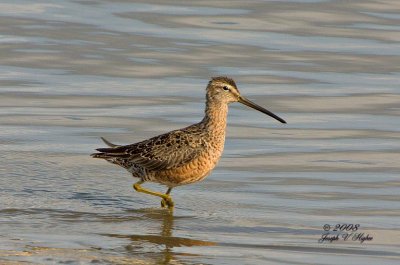 Short-billed Dowitcher