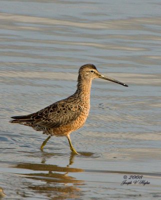 Short-billed Dowitcher