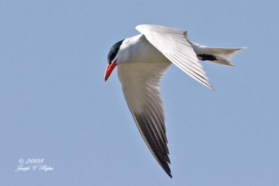 Caspian Tern