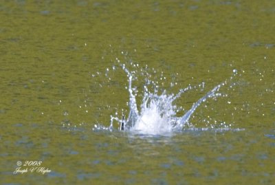 Caspian Tern