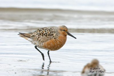 Red Knot