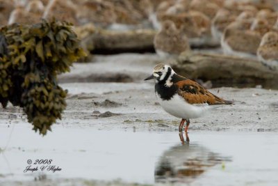 Turnstones