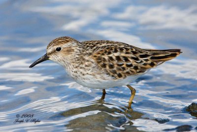 Least Sandpiper