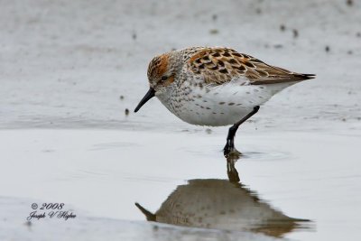 Western Sandpiper