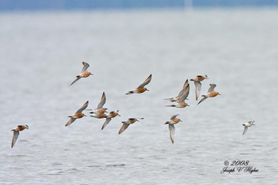 Red Knots and one not