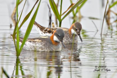 Red-necked Phalarope pair