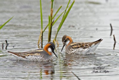 Red-necked Phalarope pair