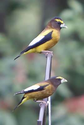 two birds.jpg