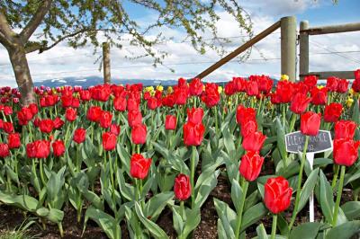 IMG_7811_tulips.jpg